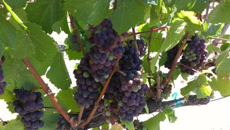 Brosseauveraison Fulcrum Wines Update