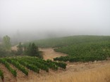 Londerfog Fulcrum Wines Update